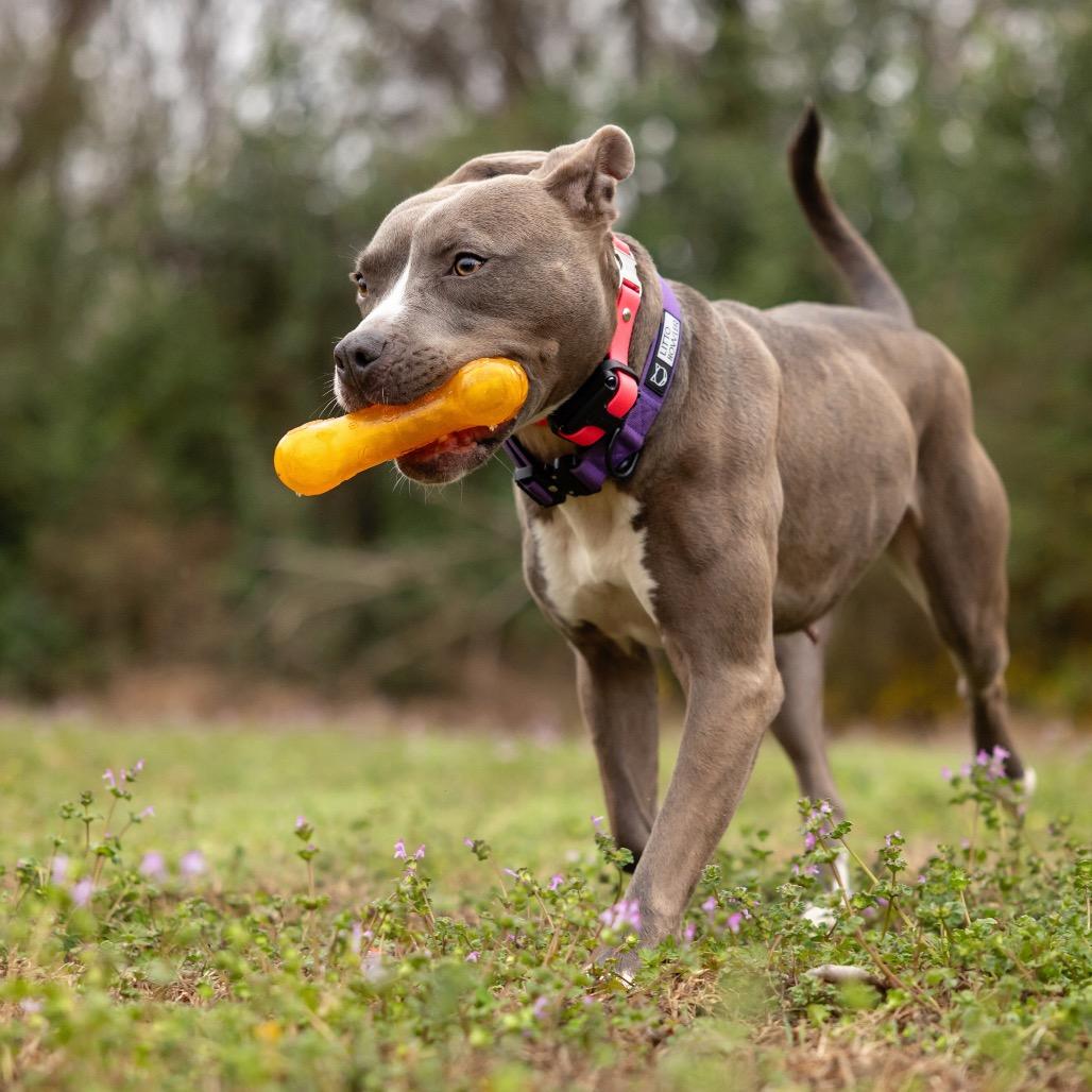 Enlarge Star, a Adoptable mixed breed in Durham, NC image 4/5