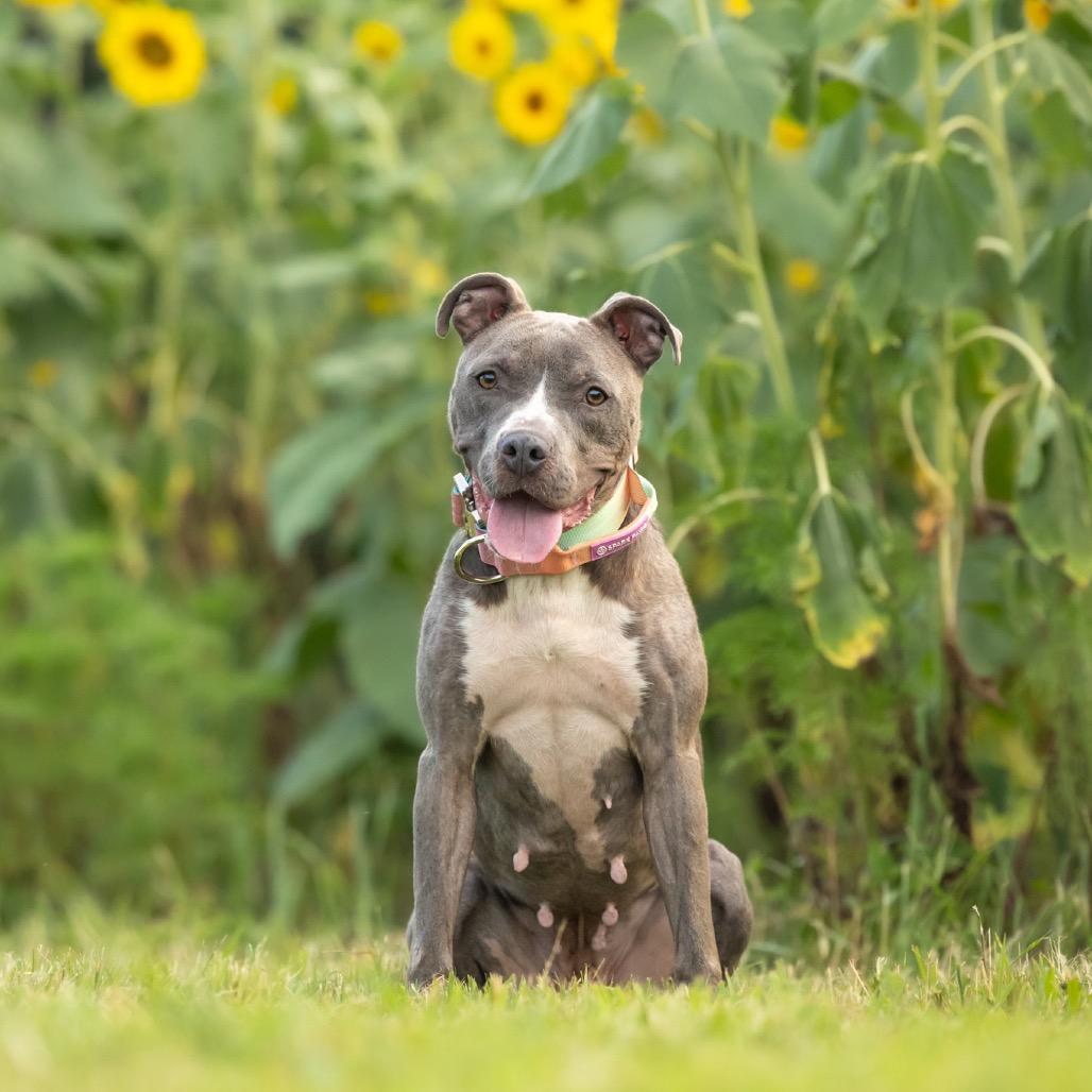 Enlarge Star, a Adoptable mixed breed in Durham, NC image 6/6