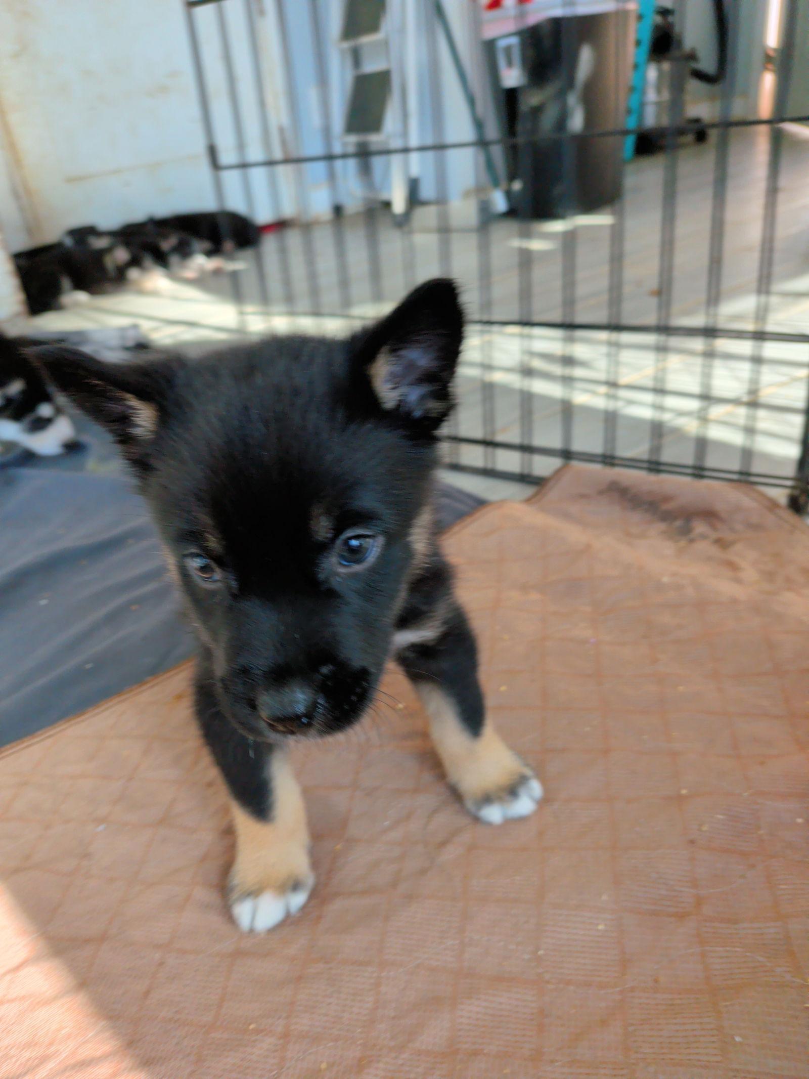 Enlarge Lychee, a Adoptable mixed breed in Charlotte, NC image 1/3