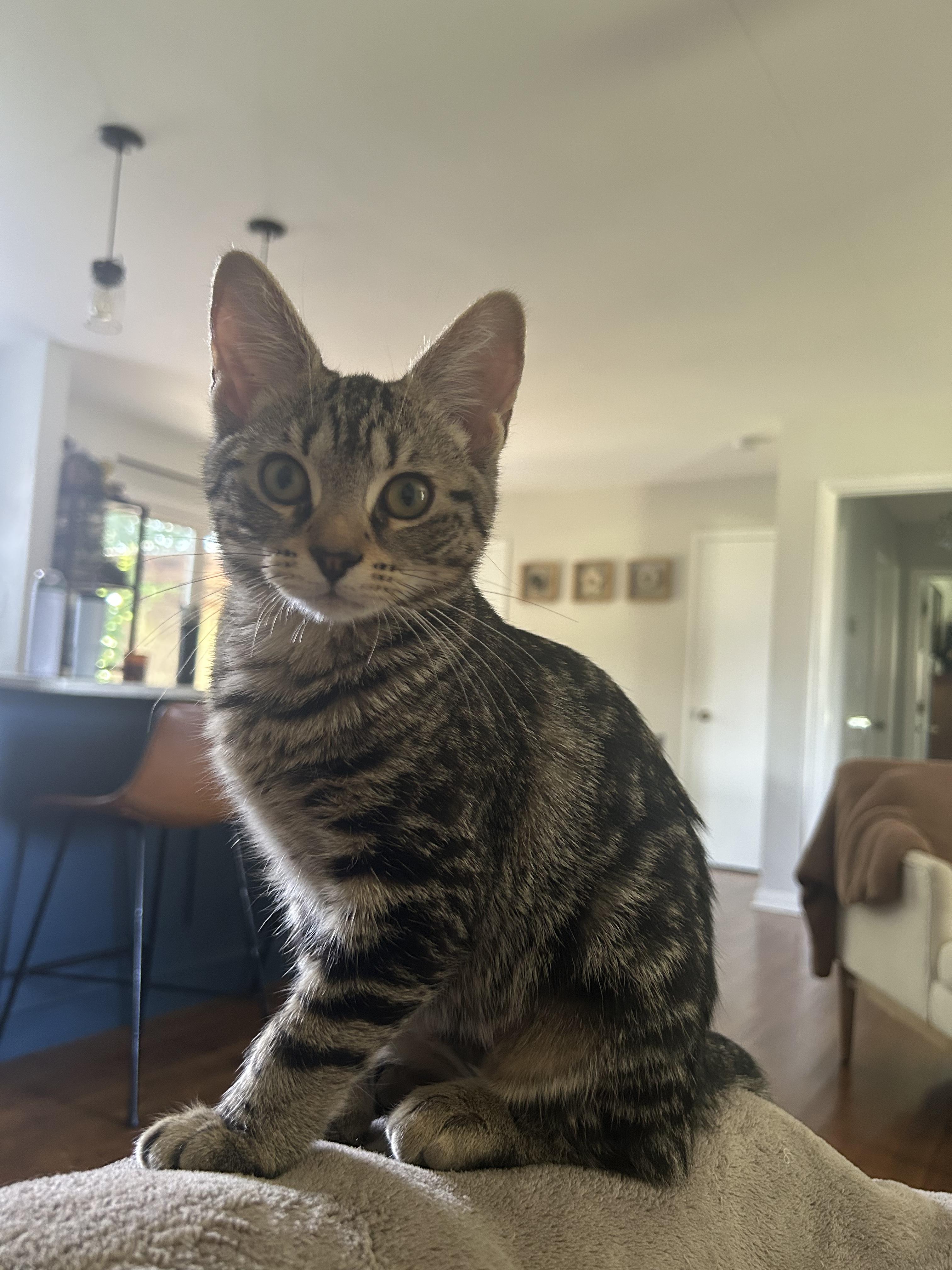 Gemma