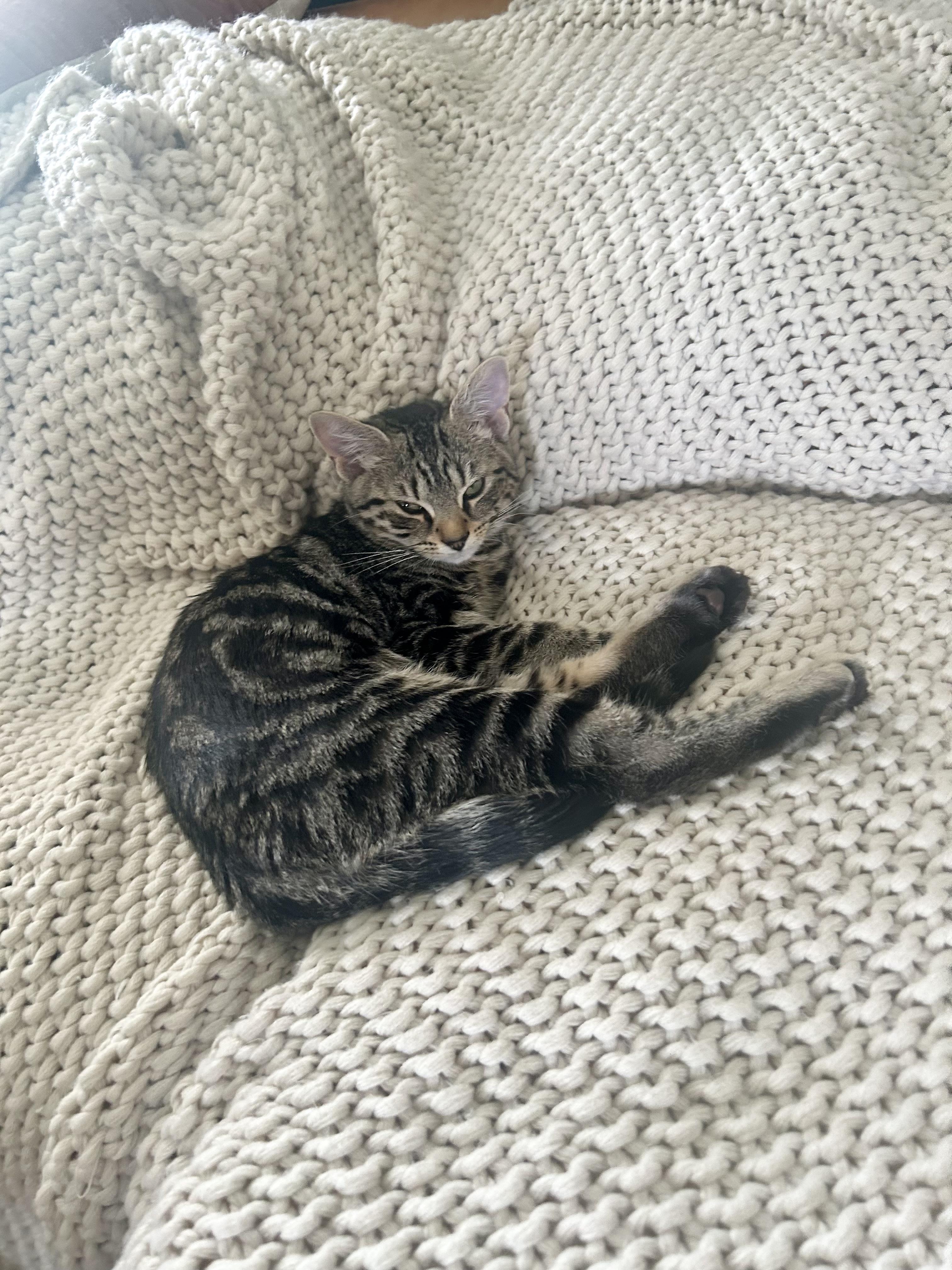 Gemma