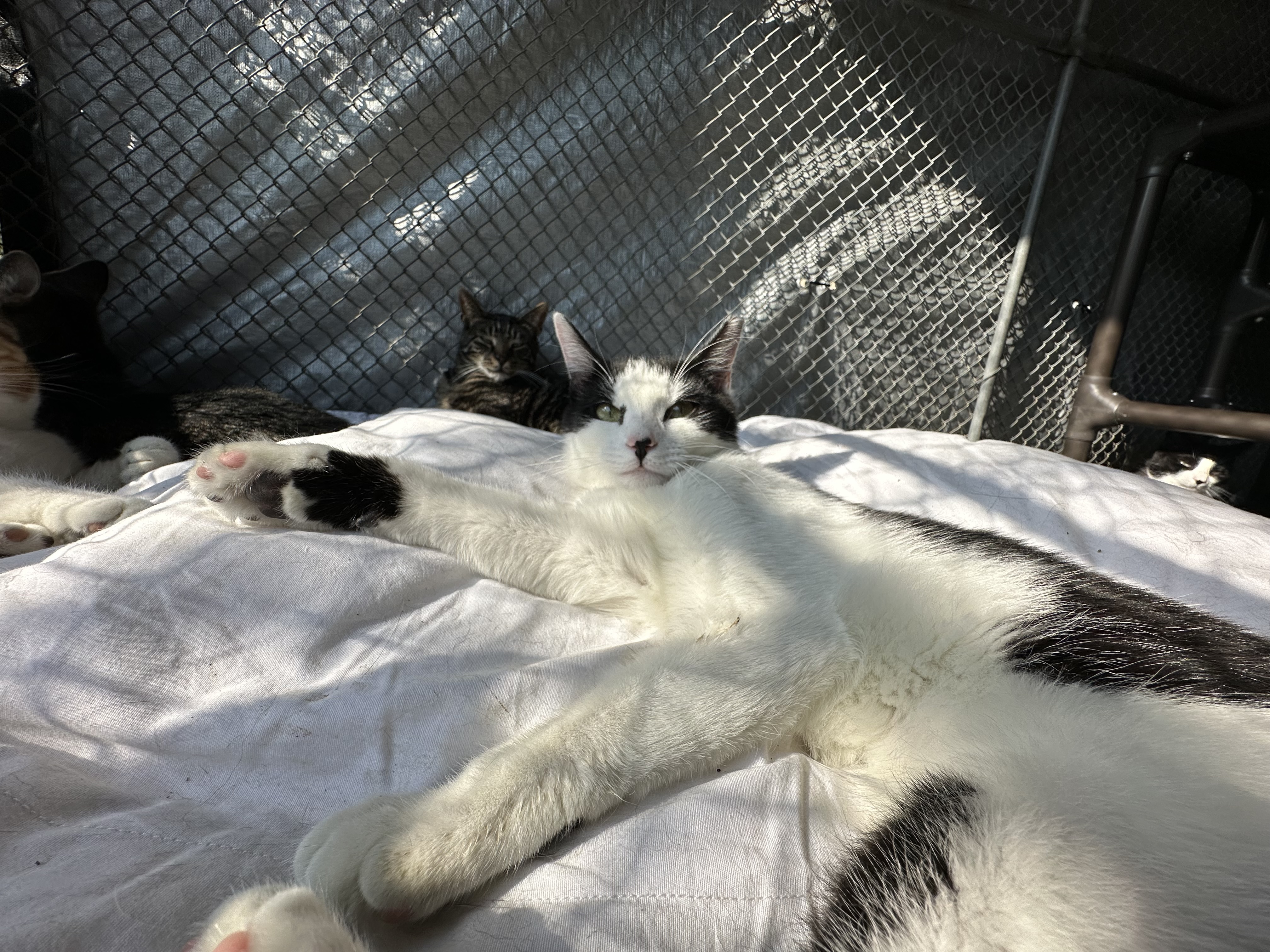 Tadpole, Adoptable, Young Female Domestic Short Hair.