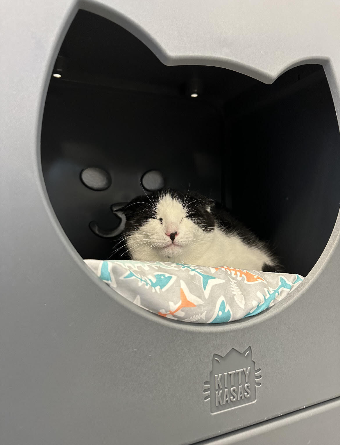 Enlarge Tadpole, a Adoptable Domestic Short Hair in East Northport, NY image 2/12