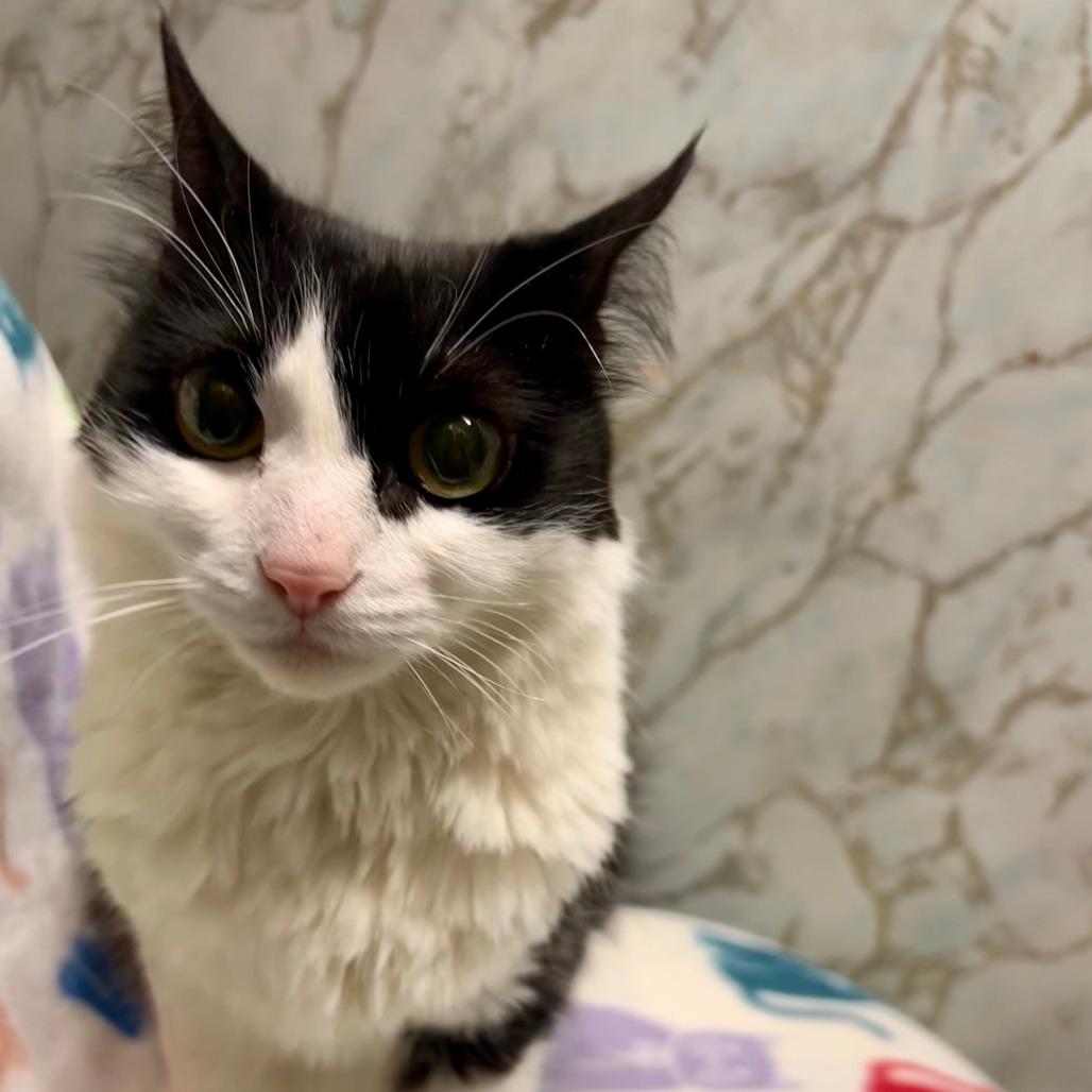 Enlarge DESI, a ADOPTABLE Domestic Medium Hair in Joshua Tree, CA image 2/2