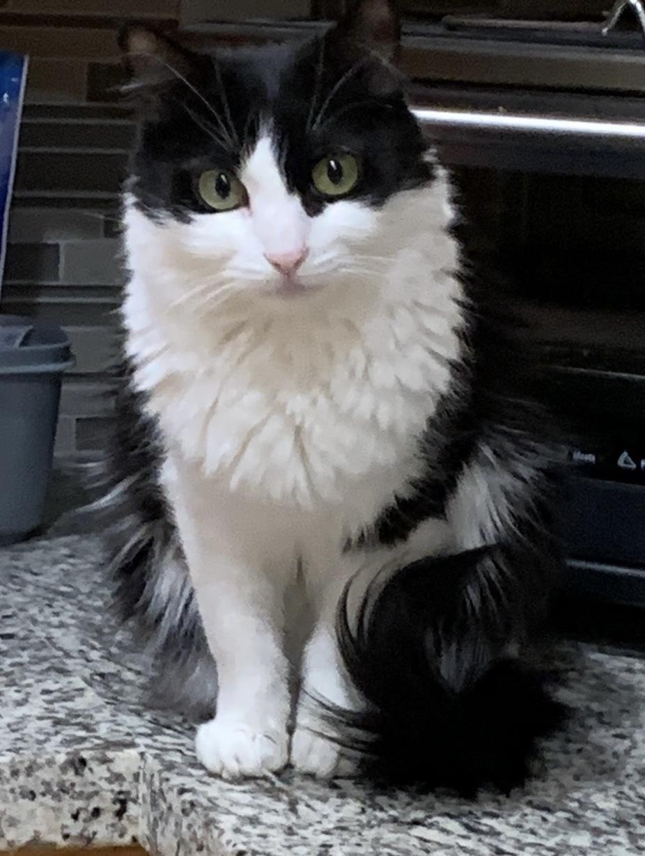 Enlarge DESI, a ADOPTABLE Domestic Medium Hair in Joshua Tree, CA image 1/2