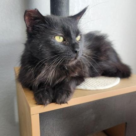 Reggie, Adoptable, Adult Male Domestic Long Hair.