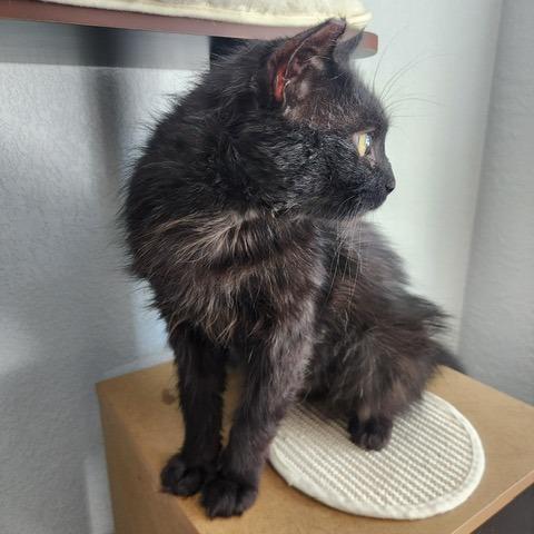 Reggie, a Adoptable Domestic Long Hair in Talent, OR image 2/4
