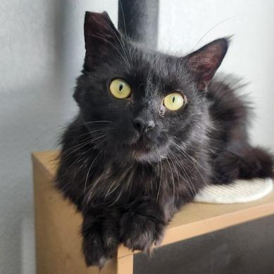 Reggie, a Adoptable Domestic Long Hair in Talent, OR image 3/4