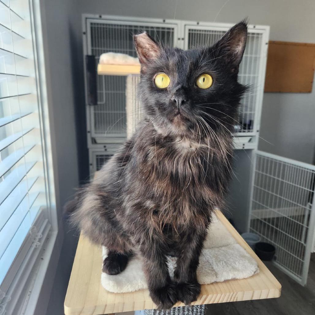 Reggie, a Adoptable Domestic Long Hair in Talent, OR image 4/4