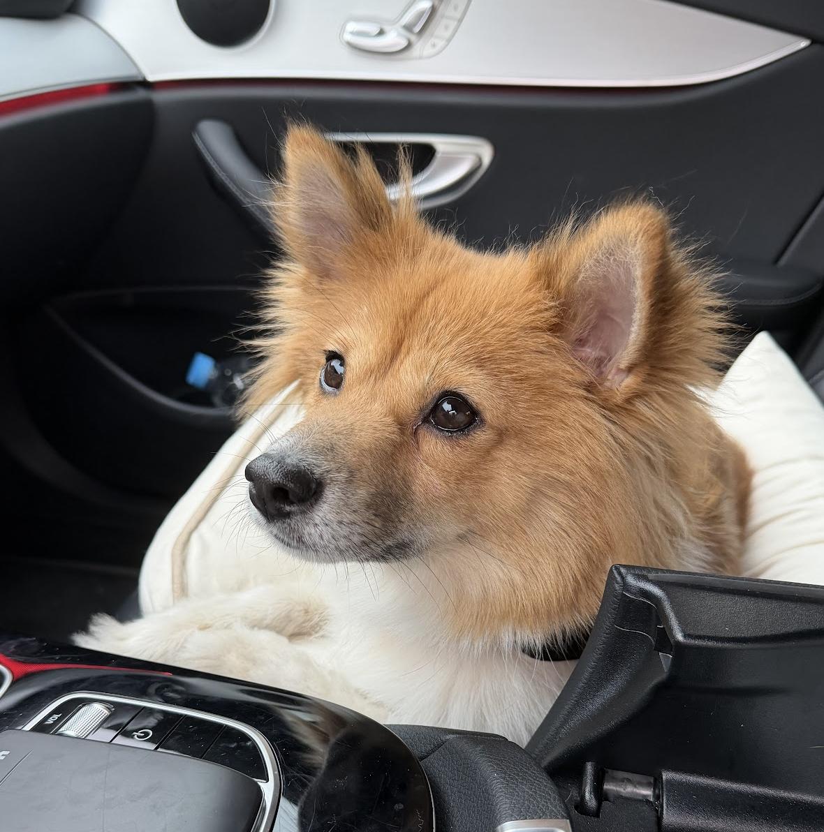 Enlarge Anna , a ADOPTABLE mixed breed in West Hartford , CT image 5/5