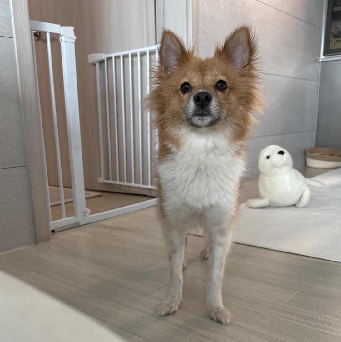 Anna , ADOPTABLE, Adult Female Pomeranian.