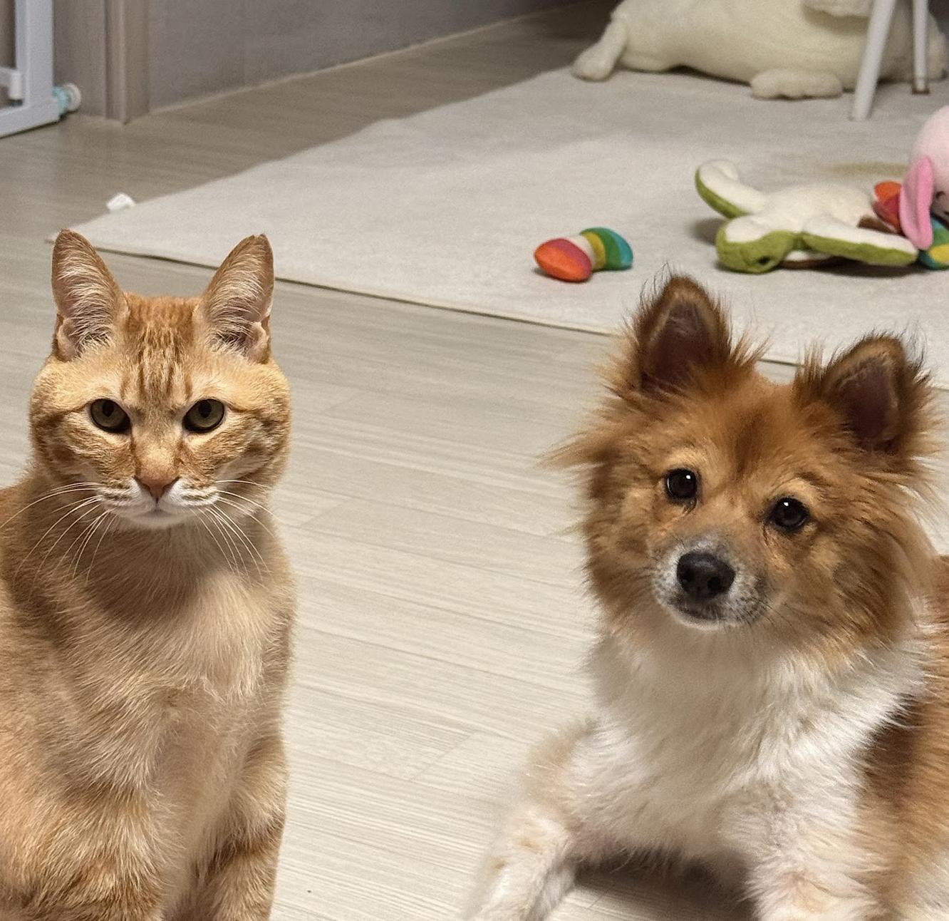 Enlarge Anna , a ADOPTABLE mixed breed in West Hartford , CT image 4/5