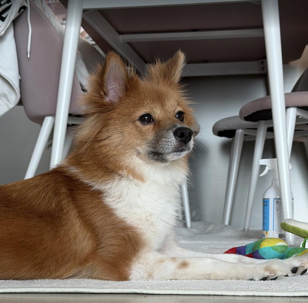 Enlarge Anna , a ADOPTABLE mixed breed in West Hartford , CT image 2/5