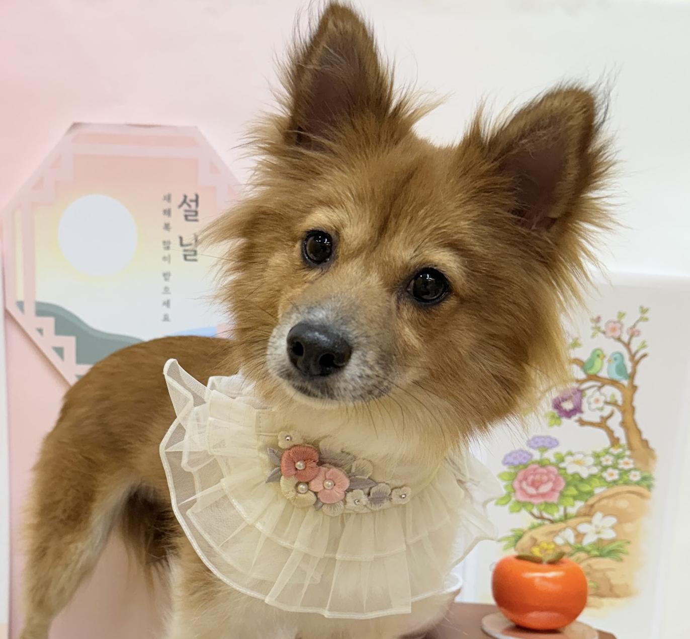 Enlarge Anna , a ADOPTABLE mixed breed in West Hartford , CT image 3/5