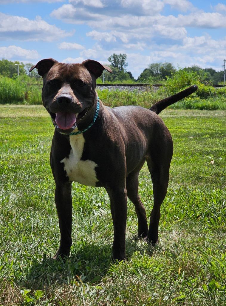 Enlarge Espresso, a Adopted Pit Bull Terrier in Huntington, IN image 1/1