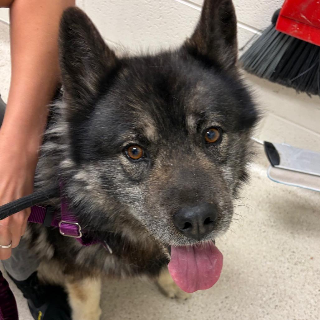 BlackJack, Adoptable, Senior Male Husky.