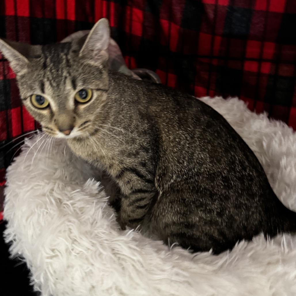 26-150 Hildy, Adoptable, Young Female Domestic Short Hair.