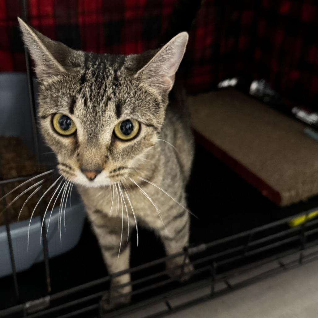 26-150 Hildy, a Adoptable Domestic Short Hair in North Branford, CT image 2/3