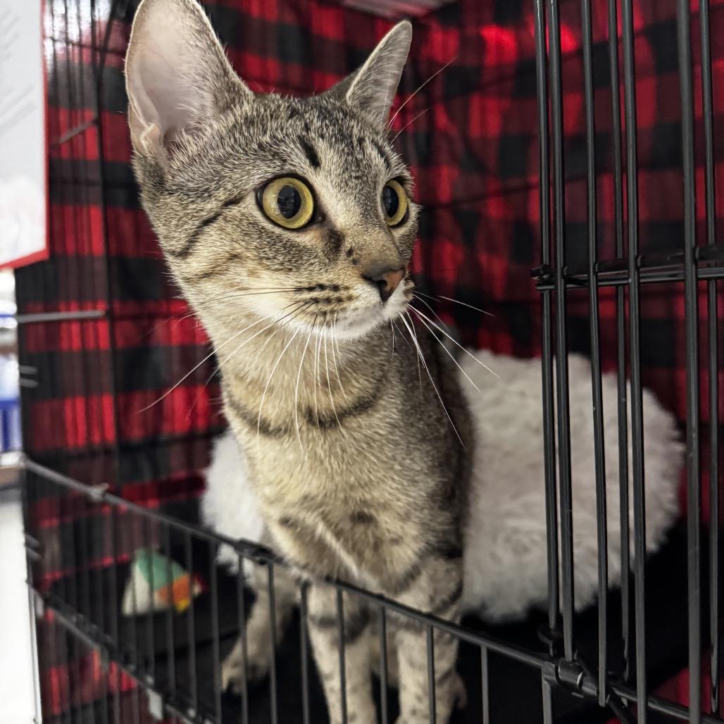 26-150 Hildy, a Adoptable Domestic Short Hair in North Branford, CT image 3/3
