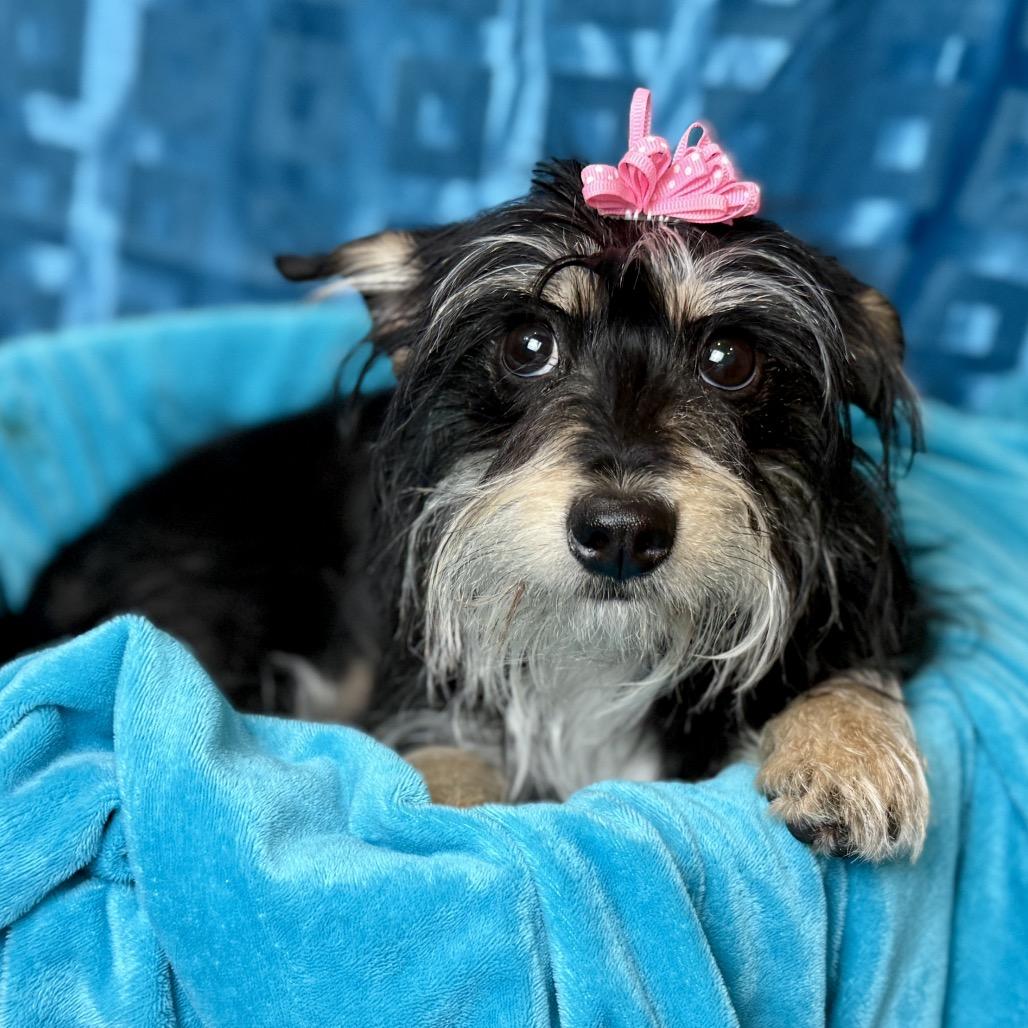 Edith, Adoptable, Young Female Yorkshire Terrier & Mixed Breed.