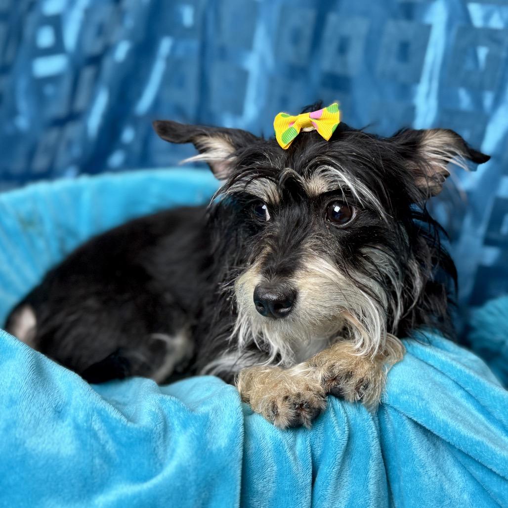 Enlarge Edith, a Adoptable mixed breed in San Antonio, TX image 2/5