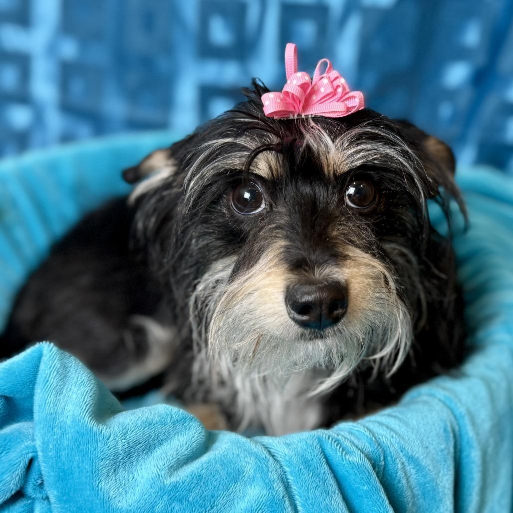 Enlarge Edith, a Adoptable mixed breed in San Antonio, TX image 3/5