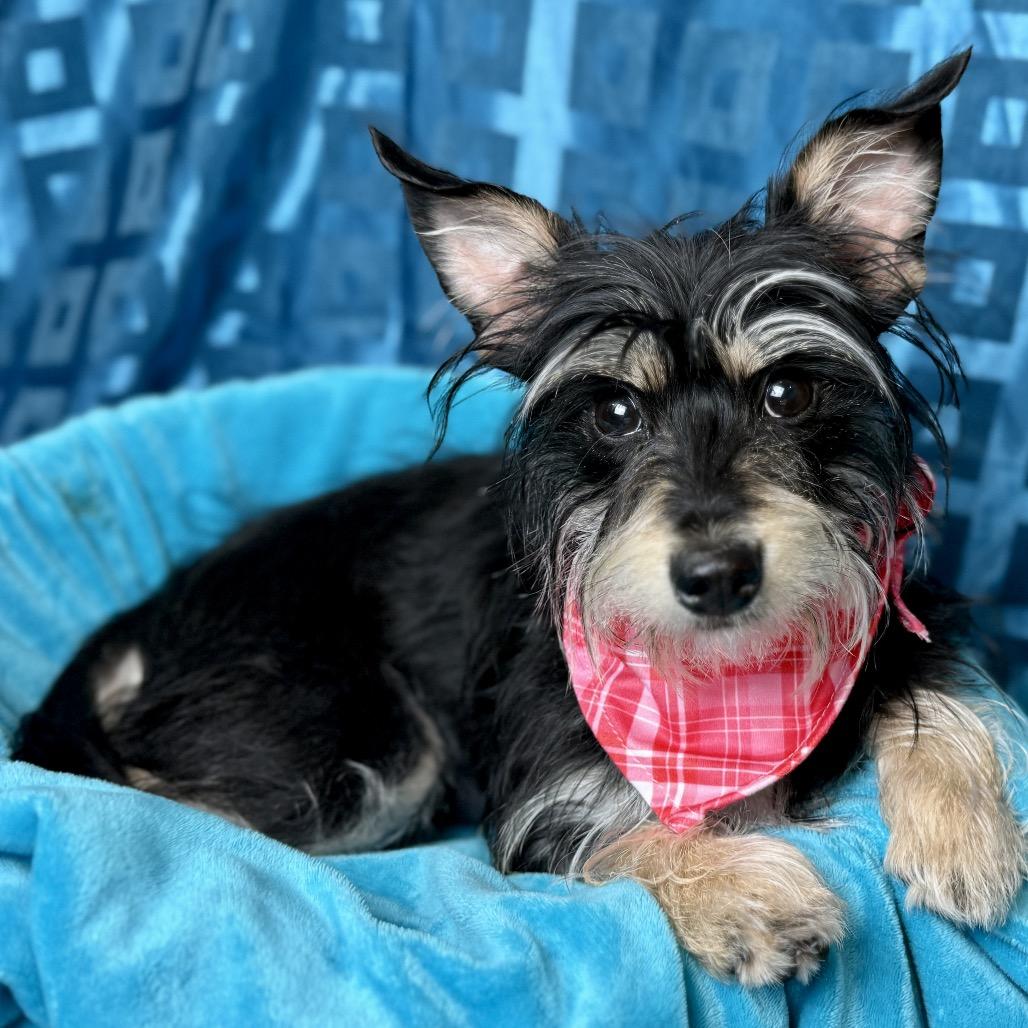 Enlarge Edith, a Adoptable mixed breed in San Antonio, TX image 4/5