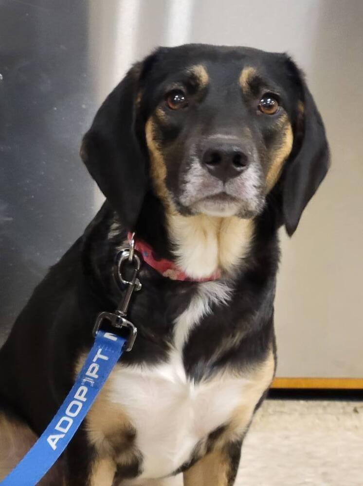 Pepper - Fostered in Omaha, Adoptable, Adult Female Beagle.