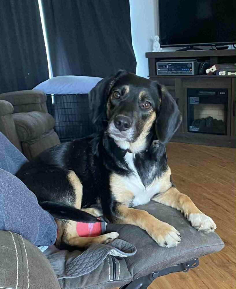 Enlarge Pepper - Fostered in Omaha, a Adoptable mixed breed in Shawnee Mission, KS image 2/6