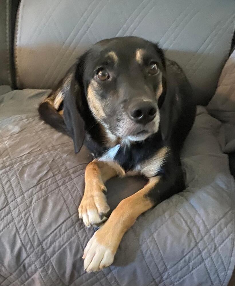 Enlarge Pepper - Fostered in Omaha, a Adoptable mixed breed in Shawnee Mission, KS image 3/6