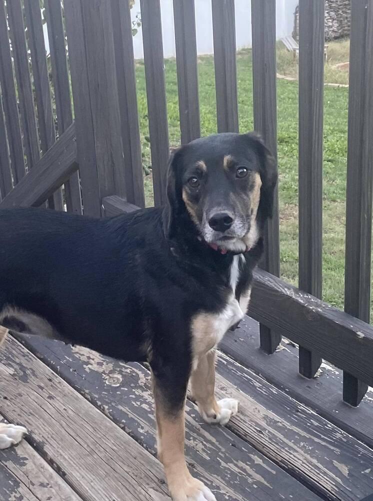 Enlarge Pepper - Fostered in Omaha, a Adoptable mixed breed in Shawnee Mission, KS image 4/6