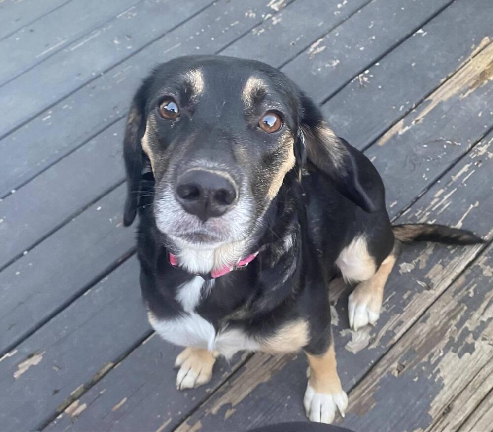 Enlarge Pepper - Fostered in Omaha, a Adoptable mixed breed in Shawnee Mission, KS image 5/6