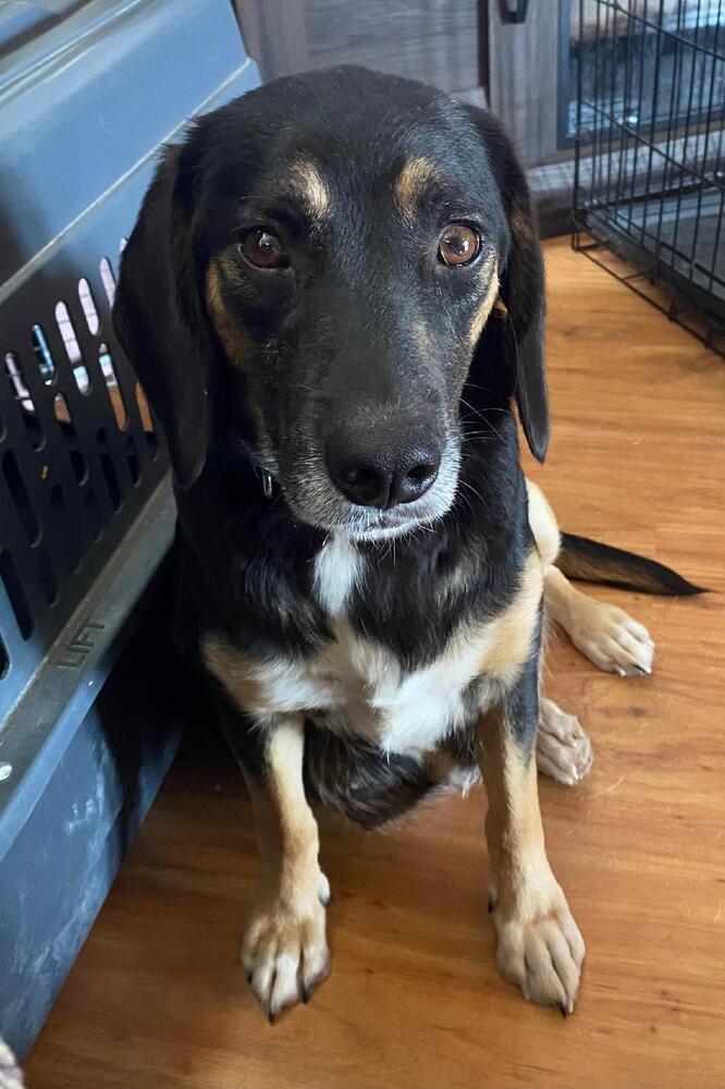 Enlarge Pepper - Fostered in Omaha, a Adoptable mixed breed in Shawnee Mission, KS image 6/6