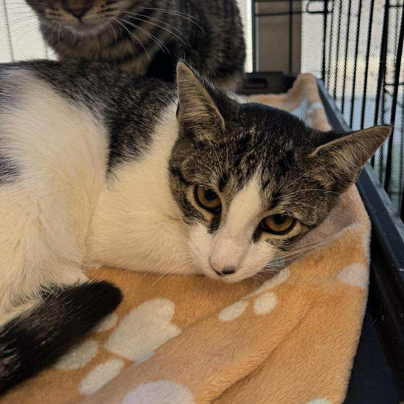 Enlarge Ruby, a Adoptable Domestic Short Hair in Rocky Mount, VA image 1/1