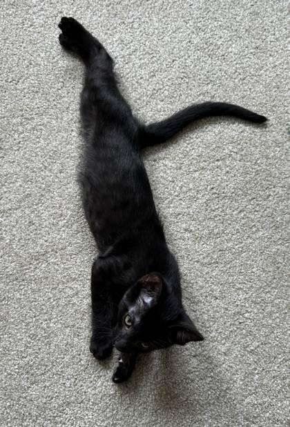 Tom Lizard, Adoptable, Kitten Male Domestic Short Hair & Domestic Short Hair.