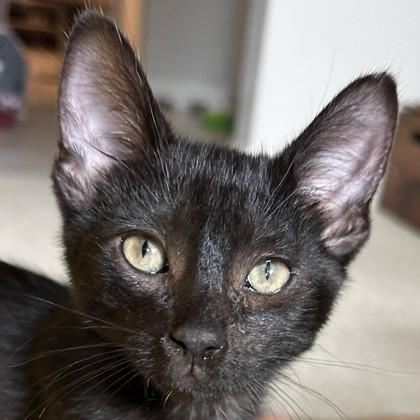 Tom Lizard, a Adoptable mixed breed in Pleasanton, CA image 2/2