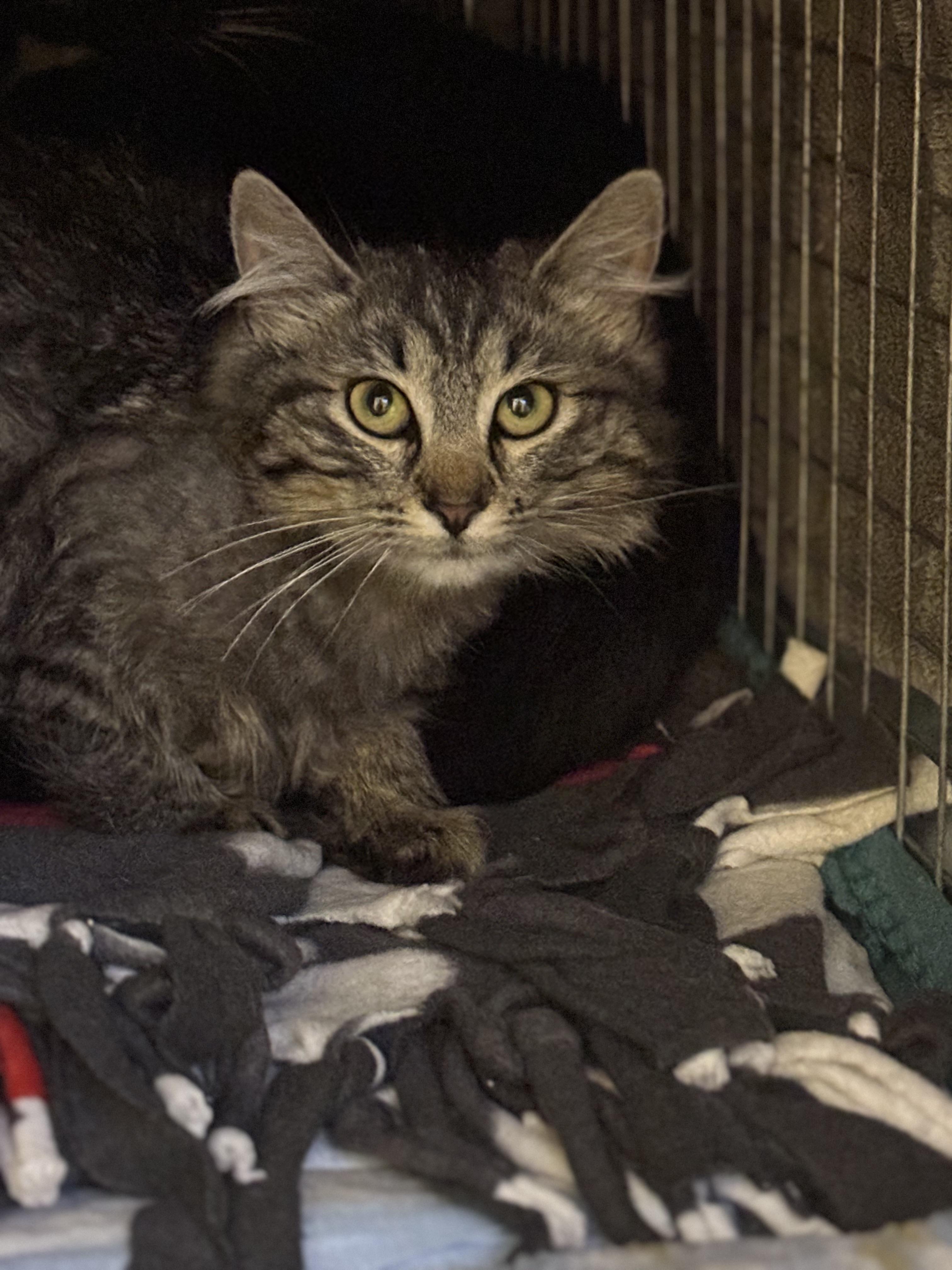 Tokyo, Young Female Domestic Short Hair