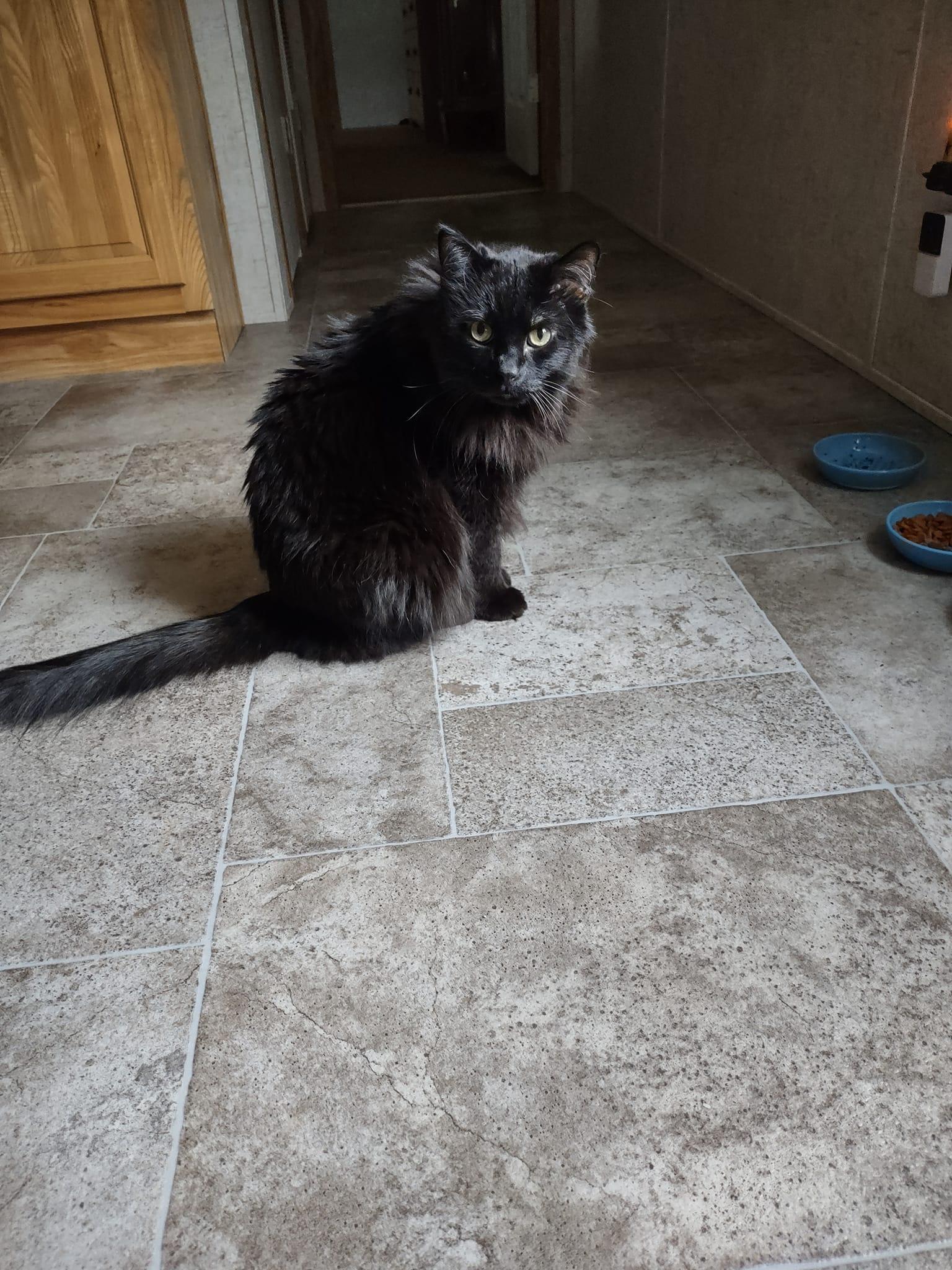 Bentley, an adoptable Domestic Medium Hair in Onalaska, WI, 54650 | Photo Image 4