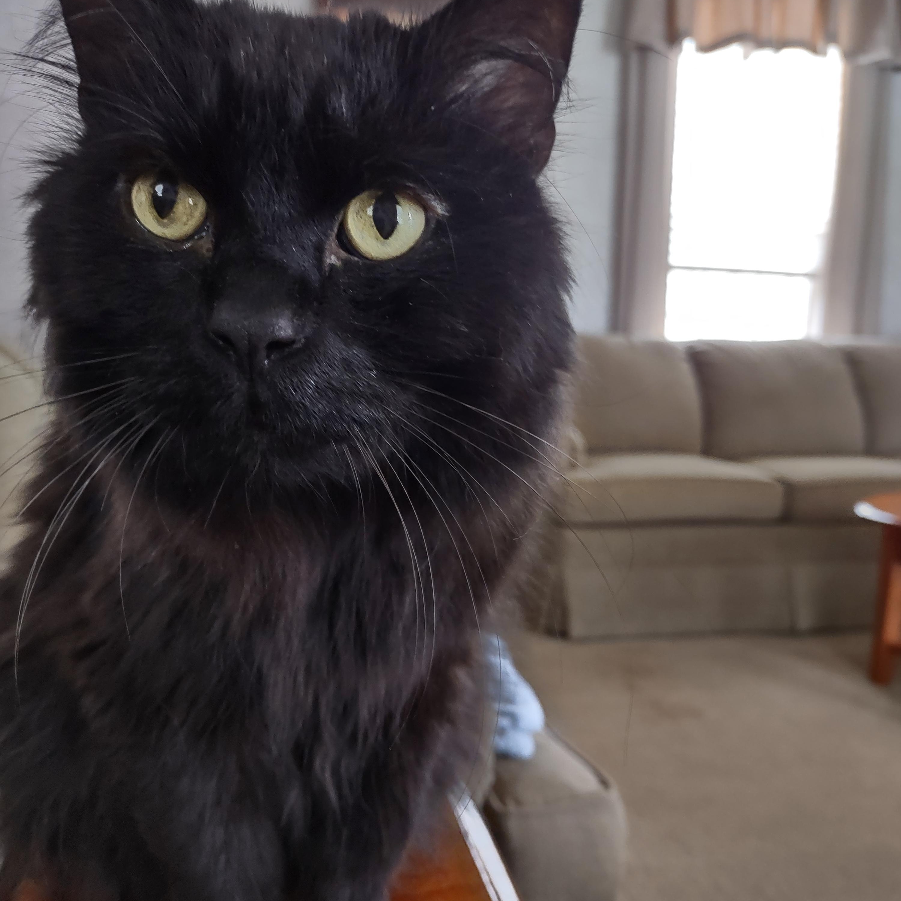 Bentley, an adoptable Domestic Medium Hair in Onalaska, WI, 54650 | Photo Image 1