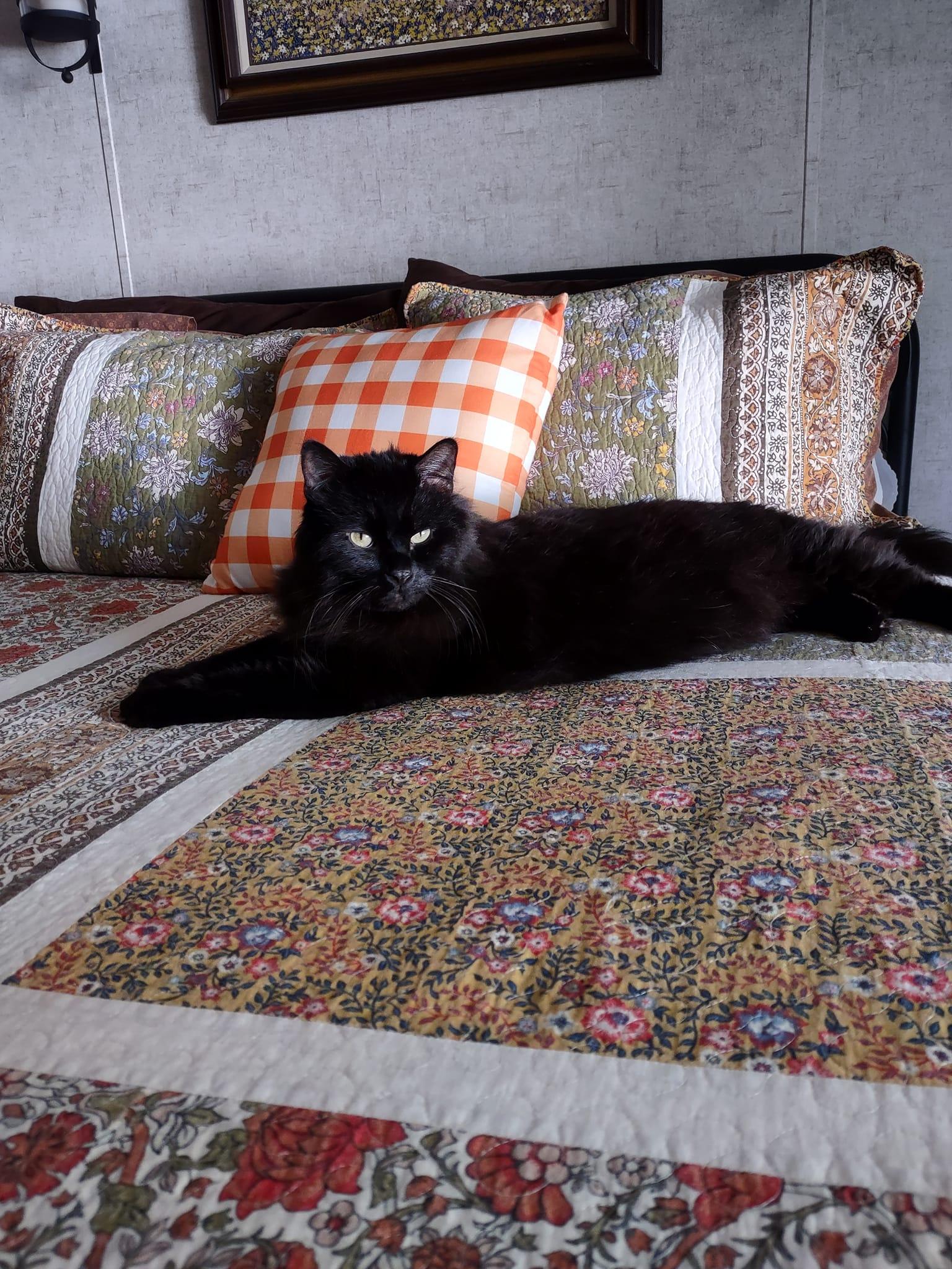 Bentley, an adoptable Domestic Medium Hair in Onalaska, WI, 54650 | Photo Image 2