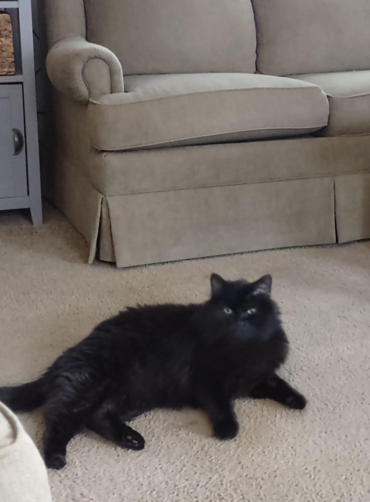 Bentley, an adoptable Domestic Medium Hair in Onalaska, WI, 54650 | Photo Image 3