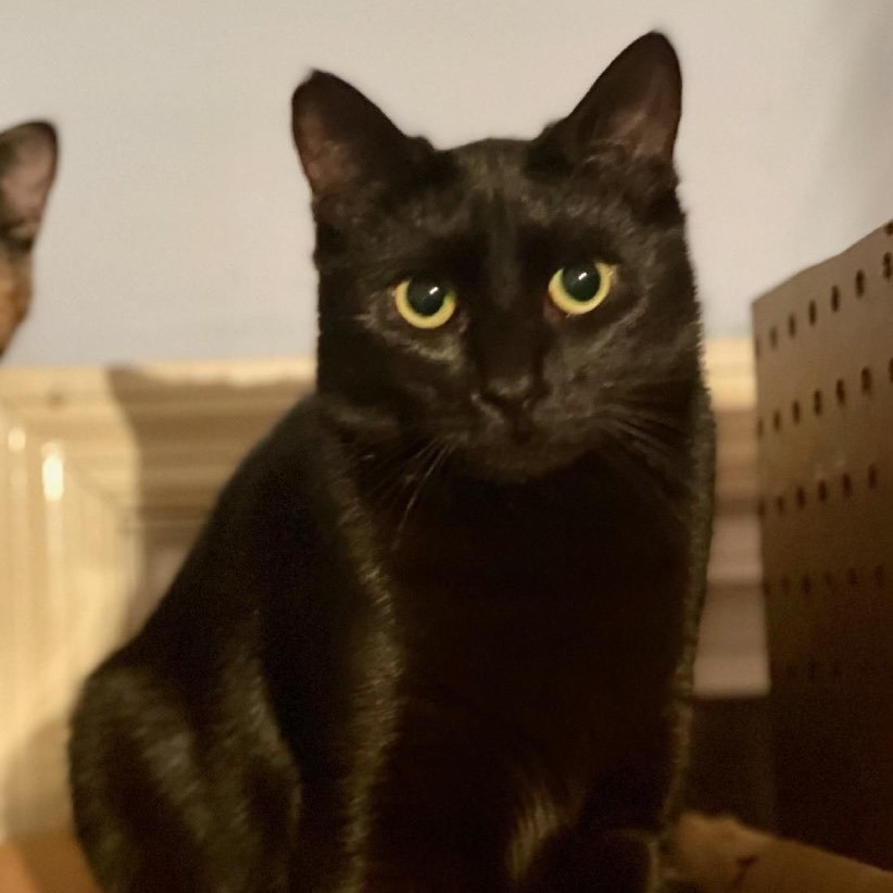 Enlarge Rabbit, a Adoptable Domestic Short Hair in Bridgewater, NJ image 1/1