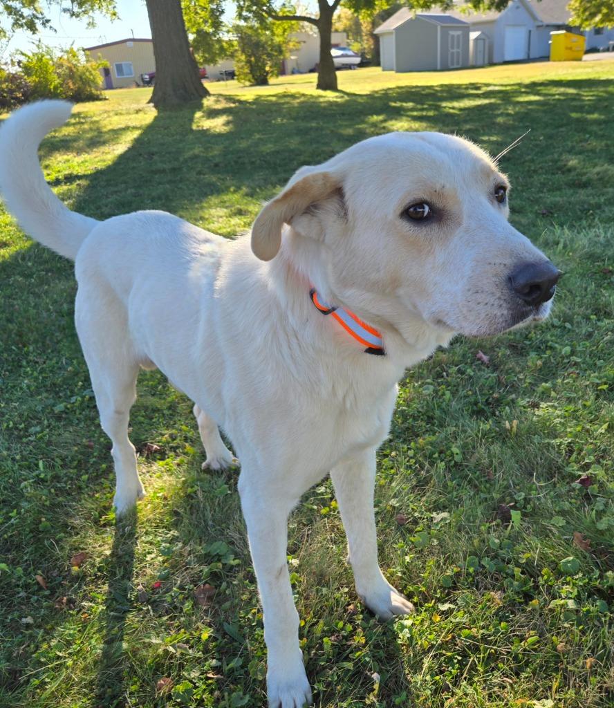 PoGo, Adoptable, Adult Male Labrador Retriever & Great Pyrenees.