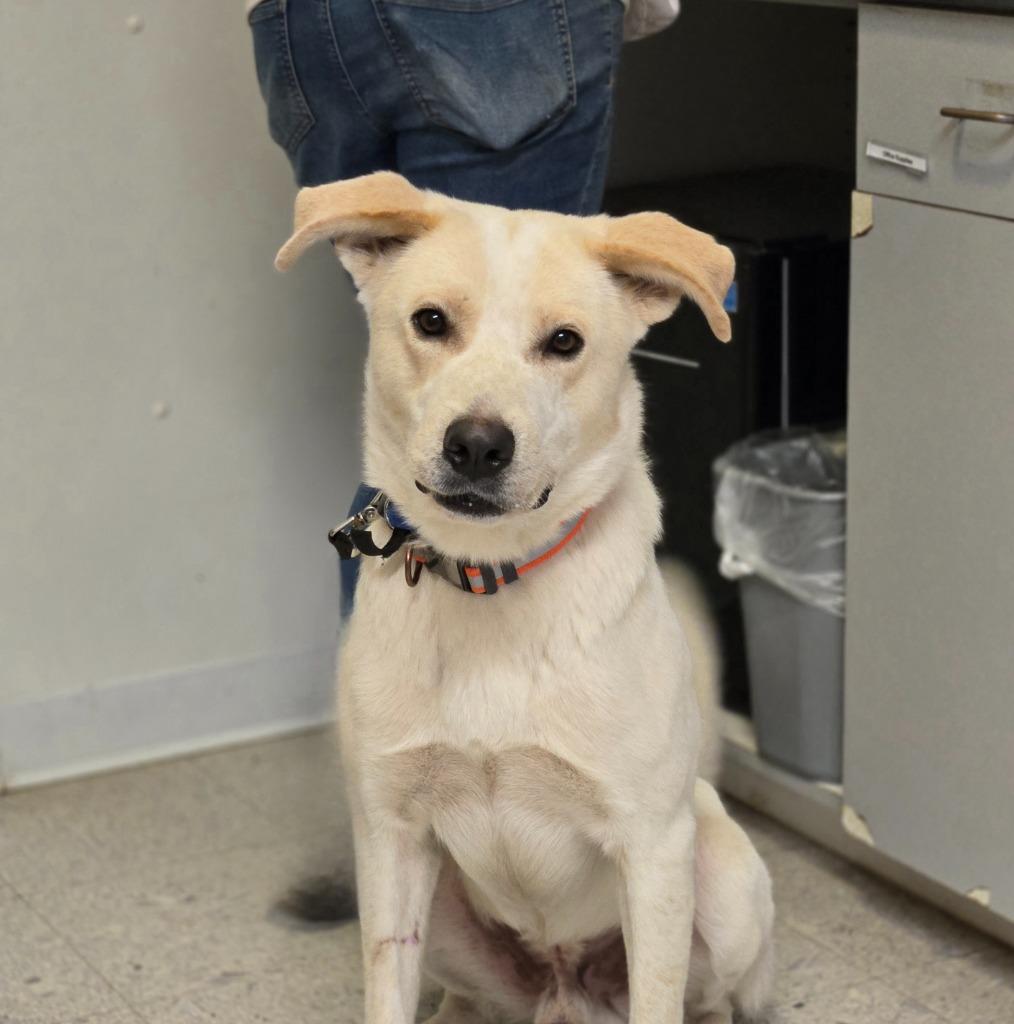 Enlarge PoGo, a Adoptable mixed breed in Sandusky, OH image 3/3