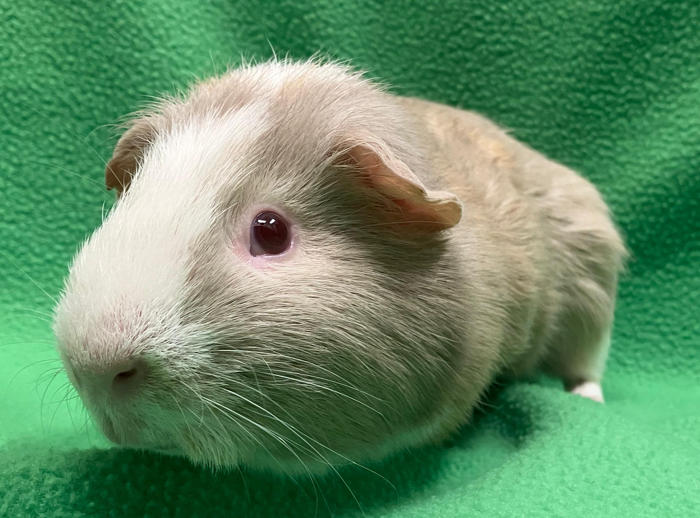 Enlarge Gil, a ADOPTABLE Guinea Pig in Oshkosh, WI image 2/3