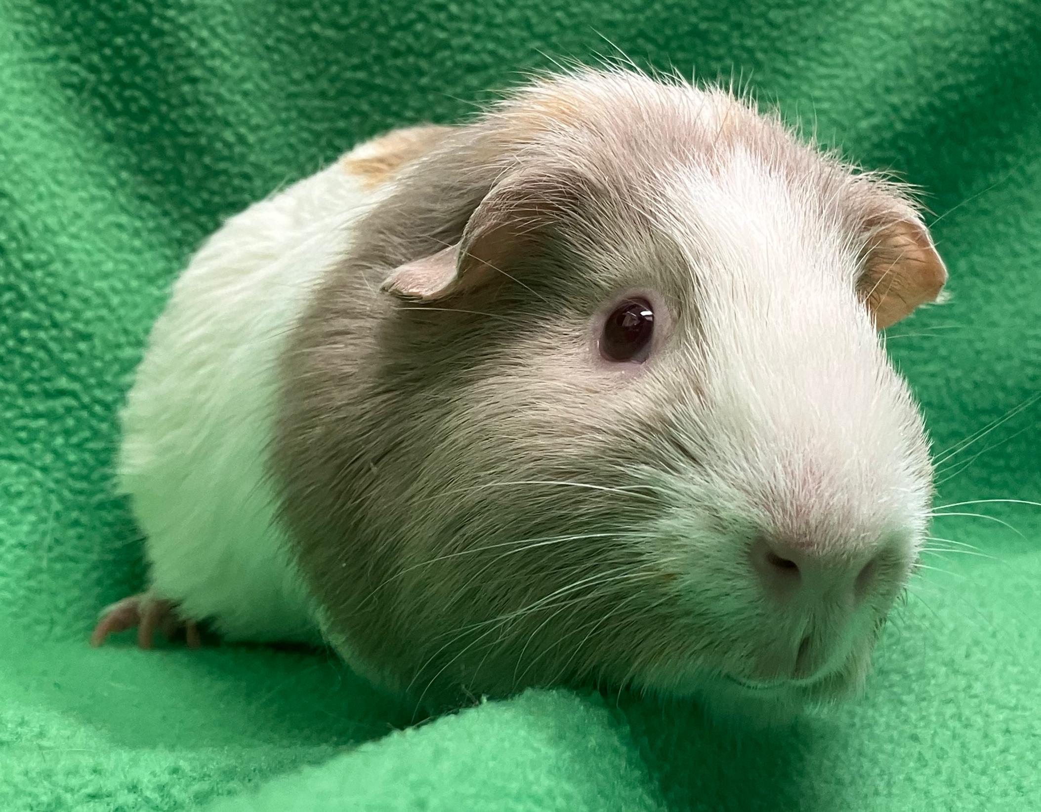 Enlarge Gil, a ADOPTABLE Guinea Pig in Oshkosh, WI image 3/3