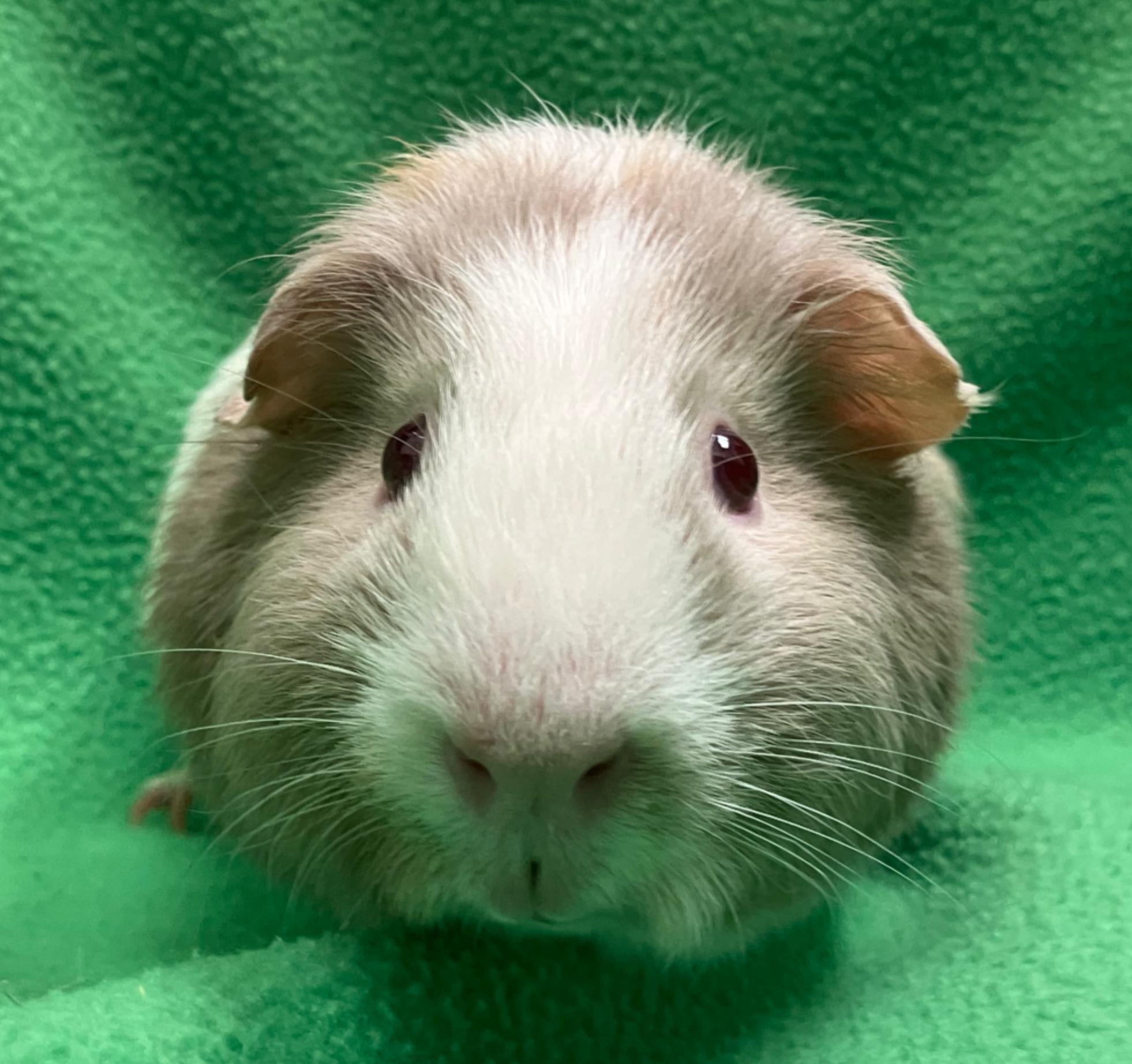 Enlarge Gil, a ADOPTABLE Guinea Pig in Oshkosh, WI image 1/3
