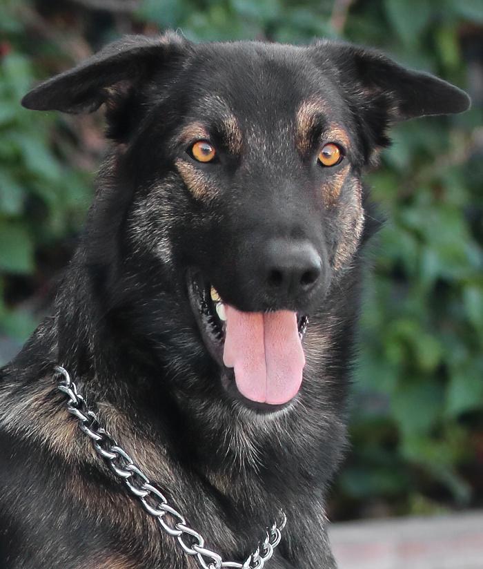 Enlarge Kash von Krefeld, a ADOPTABLE mixed breed in Los Angeles, CA image 1/1