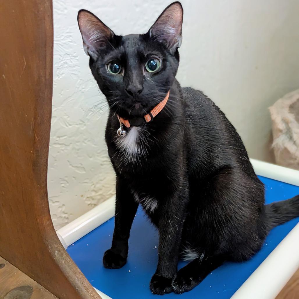 Enlarge Bliss, a Adoptable Domestic Short Hair in Buffalo, NY image 1/3