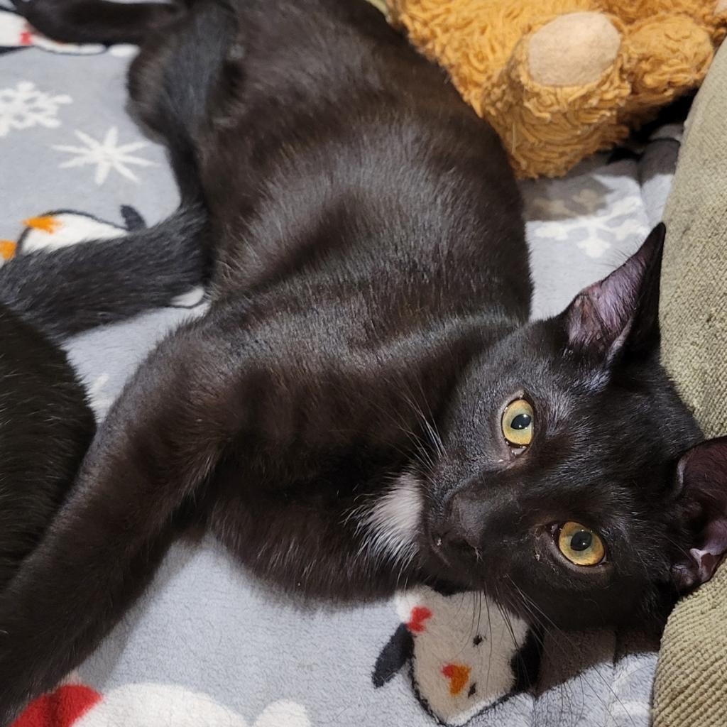 Enlarge Bliss, a Adoptable Domestic Short Hair in Buffalo, NY image 2/3